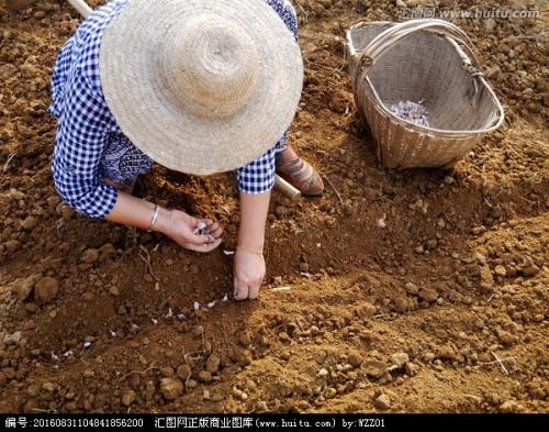 进口必注意事项 芝麻进口报关疑问解答