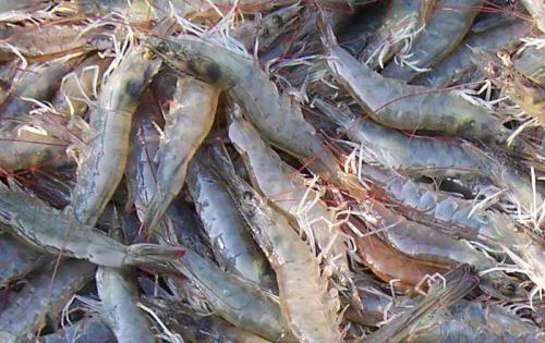 厄瓜多尔白虾关税是多少呢？白虾进口通关公司简介